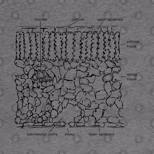 Histological cross-section of the leaf, labeled by RosArt100